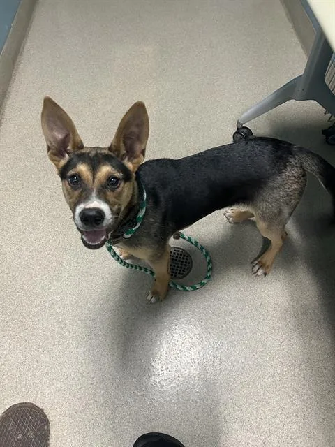A young medium-sized male Mixed Breed dog named Hemingway for adoption in Newton, NC