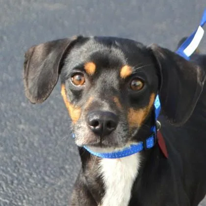 An adult small-sized male Dachshund dog named Merlin for adoption in Elk Grove Village, IL
