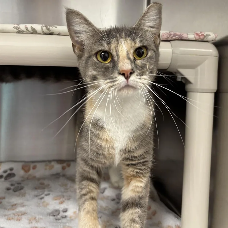A young medium-sized female Calico Domestic Short Hair cat named Judy Hopps for adoption in Newark, DE