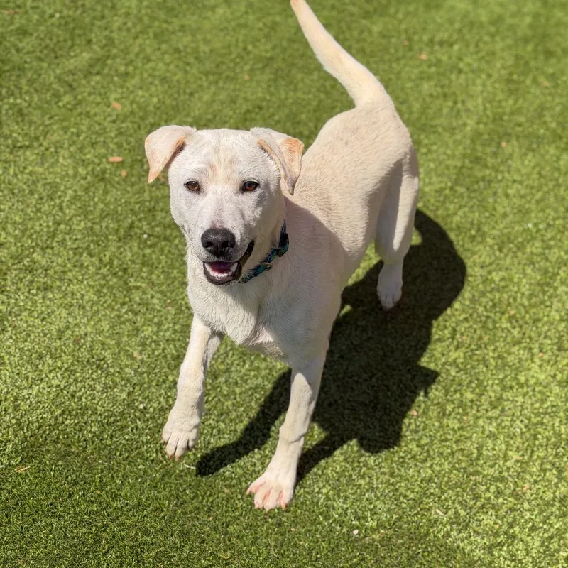 A young medium-sized male White / Cream Mixed Breed dog named Walt for adoption in Gainesville, GA