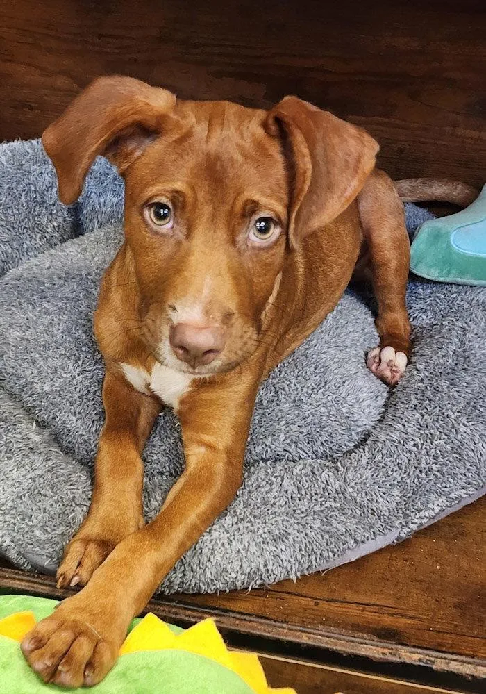 A young large-sized female Mixed Breed dog named Suzie for adoption in Hilton Head Island, SC