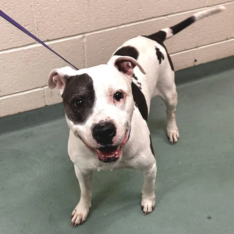A senior large-sized male White / Cream Mixed Breed dog named Axel for adoption in Memphis, TN