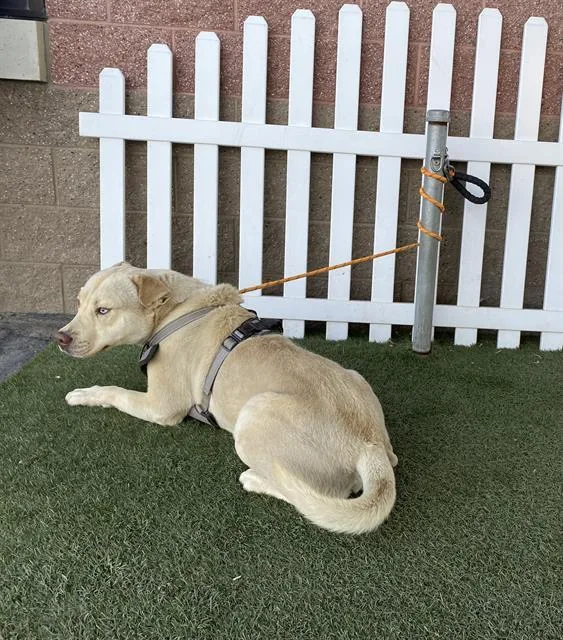 A young large-sized male Pit Bull Terrier dog named A for adoption in Modesto, CA