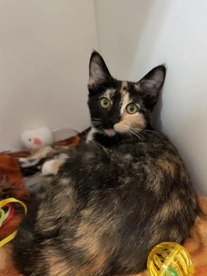 A baby small-sized female Domestic Short Hair cat named Sasha for adoption in Divide, CO