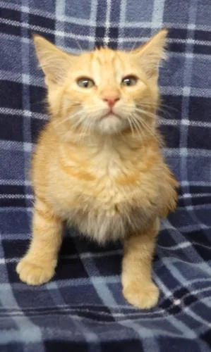 A young medium-sized male Orange / Red Domestic Short Hair cat named Java for adoption in Thief River Falls, MN