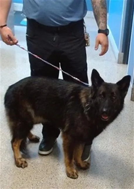 An adult large-sized female German Shepherd Dog dog named Prissy for adoption in Miami, FL