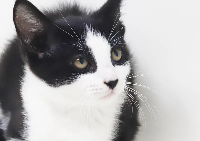 A baby small-sized female Black & White / Tuxedo Tuxedo cat named Nesta is our ACOTR for adoption in Bedford Hills, NY