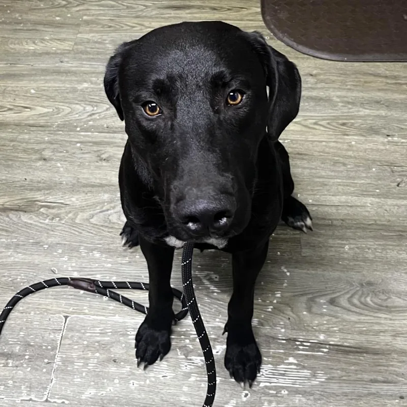 A young medium-sized male Black Mixed Breed dog named Ink for adoption in Summerville, SC