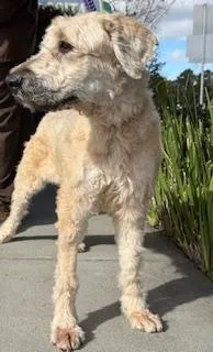A young large-sized female Apricot / Beige Bouvier des Flandres dog named Sandy for adoption in Davis, CA