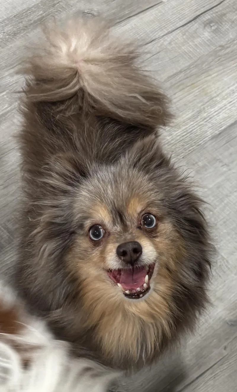 A senior small-sized female Bicolor Pomsky dog named Mila for adoption in Henderson, NV
