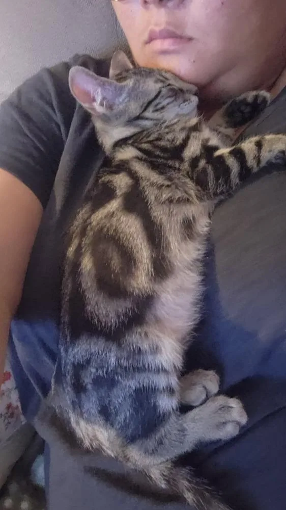 A baby small-sized male Domestic Short Hair cat named Nuggie for adoption in Orlando, FL