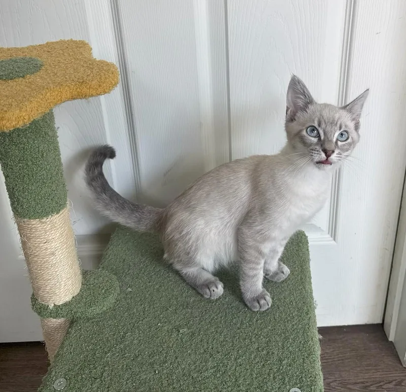 A baby medium-sized male Lilac Point Siamese cat named Moscow for adoption in Mission Viejo, CA