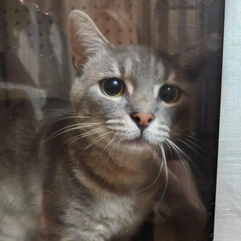 An adult large-sized male Gray / Blue / Silver Domestic Short Hair cat named Brook for adoption in Austin, TX