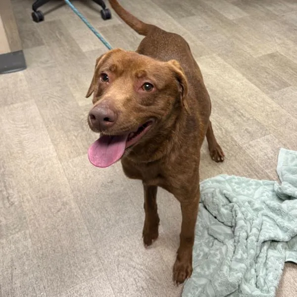 Balloony thumbnail 2