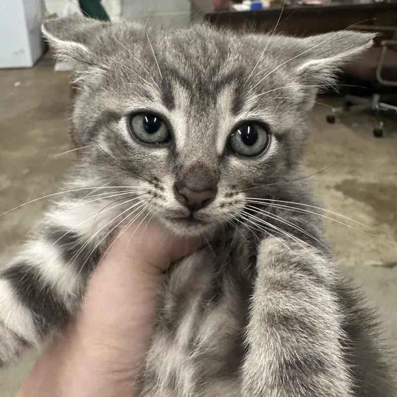 A baby small-sized female Domestic Short Hair cat named CiCi for adoption in Corbin, KY