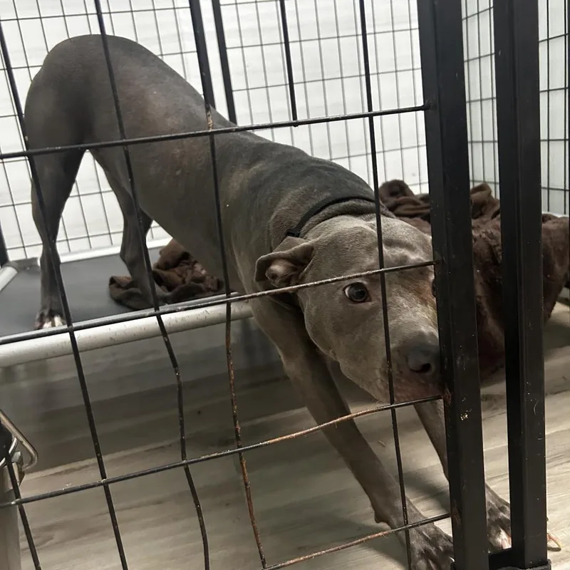 An adult medium-sized female Gray / Blue / Silver Terrier dog named Gatorade for adoption in St. Louis, MO