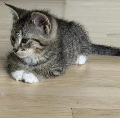 A baby small-sized female Domestic Short Hair cat named Bucatini for adoption in Westland, MI