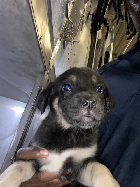 A baby small-sized female Mixed Breed dog named Tilly for adoption in Dallas, TX