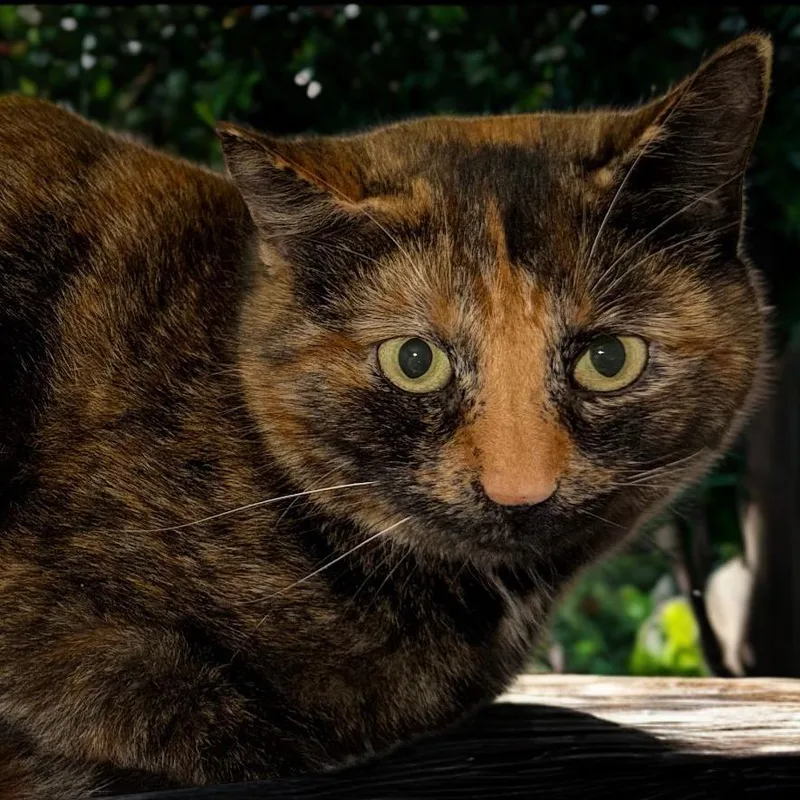 An adult medium-sized female Black Domestic Short Hair cat named Cocoa Fdsh for adoption in La Plata, MD