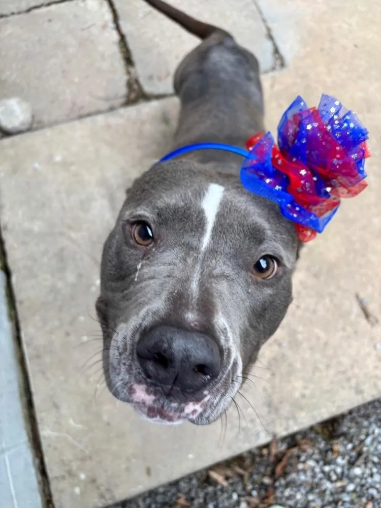 An adult large-sized female Pit Bull Terrier dog named Leona for adoption in Kalamazoo, MI