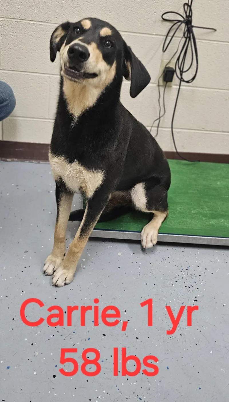 An adult medium-sized female Shepherd dog named Carrie for adoption in Herndon, VA