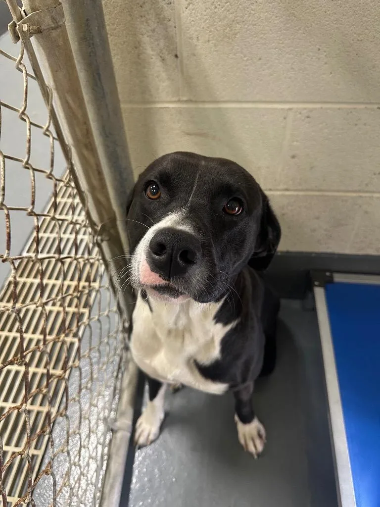 A young medium-sized male Pit Bull Terrier dog named Blackberry for adoption in Johnson City, TN