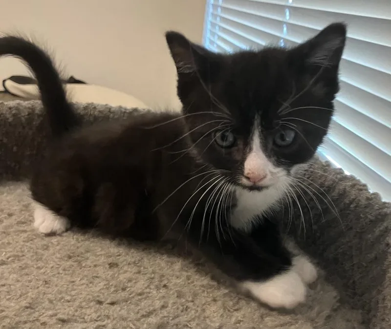 A baby small-sized male Domestic Short Hair cat named Fig for adoption in Oakdale, CA