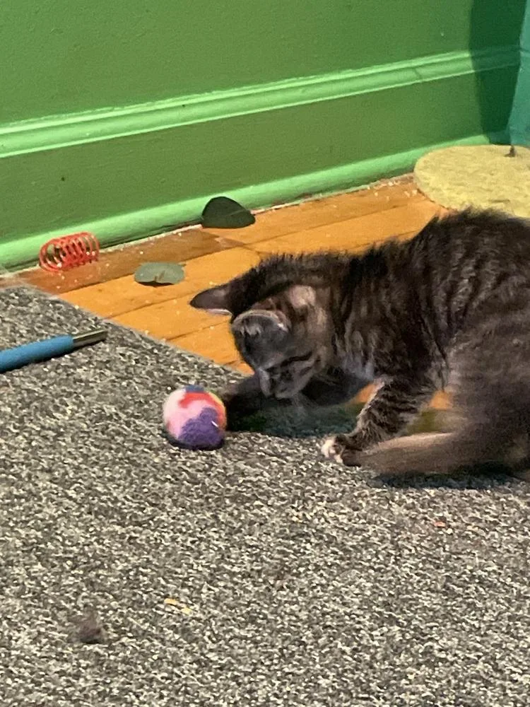 A baby small-sized female Domestic Short Hair cat named Quercus for adoption in Chicago, IL