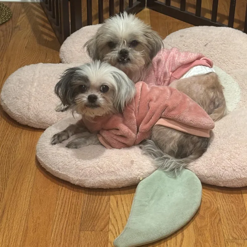 Geno Bonded With Anna thumbnail 4