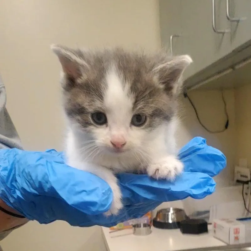 A baby small-sized female Gray / Blue / Silver Domestic Short Hair cat named Tawny for adoption in Novelty, OH