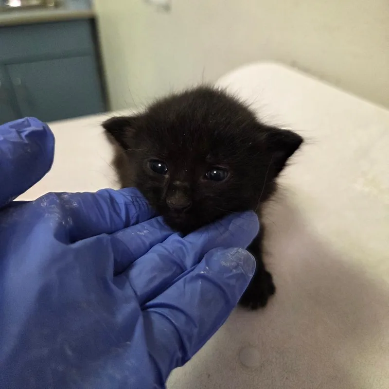 A baby small-sized male Black Domestic Medium Hair cat named Edgar for adoption in Charleston, WV