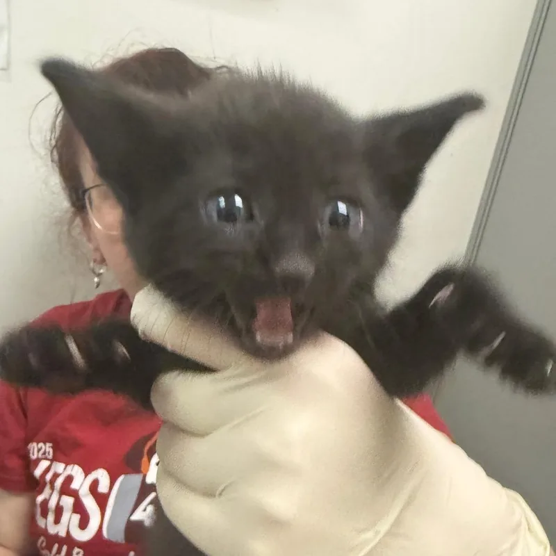 Edgar thumbnail 2