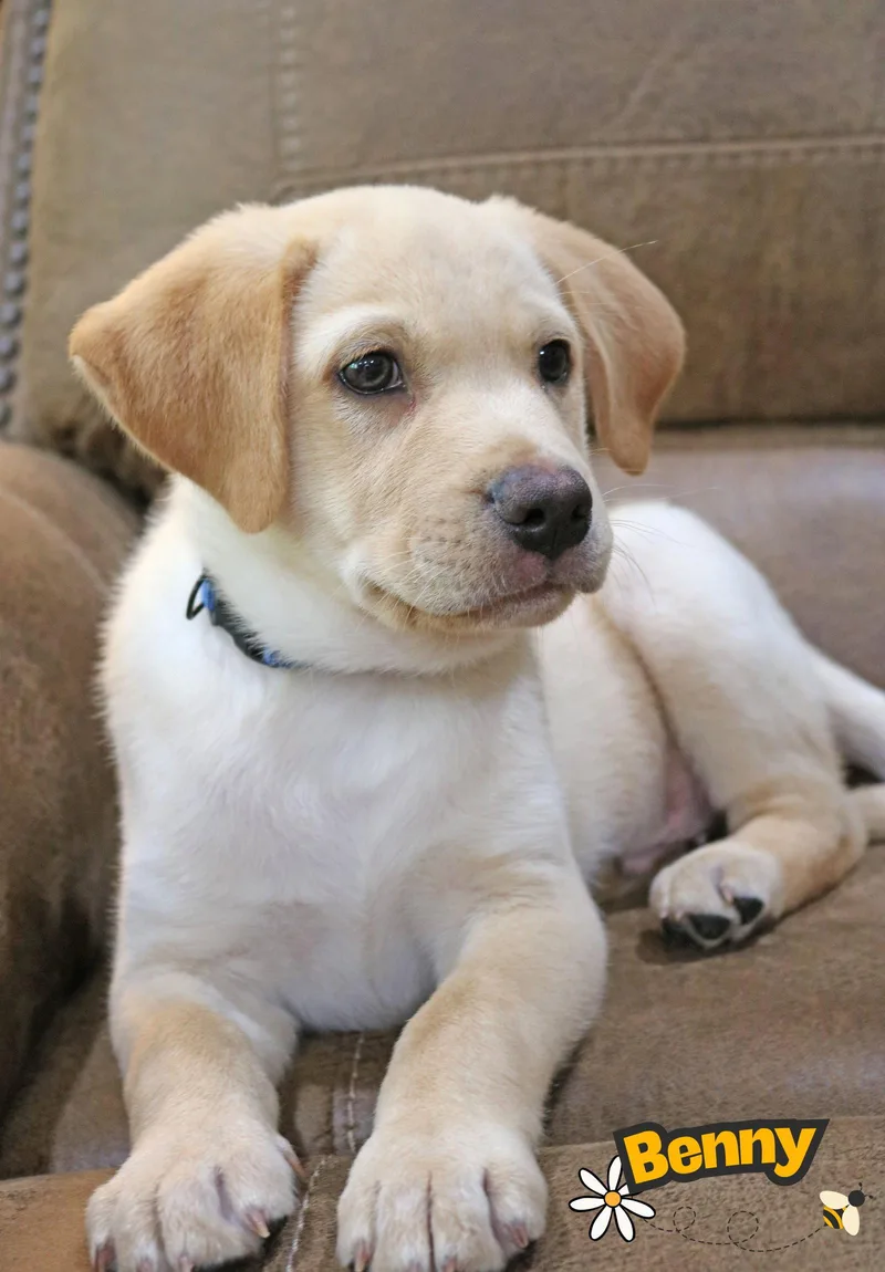 A baby medium-sized male Labrador Retriever dog named Bennie Bug for adoption in Wakefield, RI