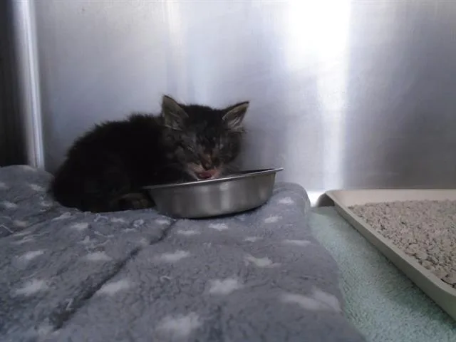 A baby small-sized male Domestic Medium Hair cat named Louis for adoption in Fairfield, CA