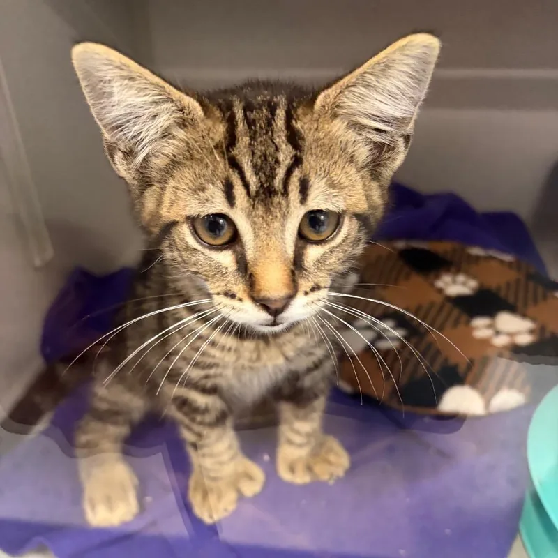 A baby small-sized male Brown / Chocolate Domestic Short Hair cat named Mr. Toestada for adoption in Long Beach, CA
