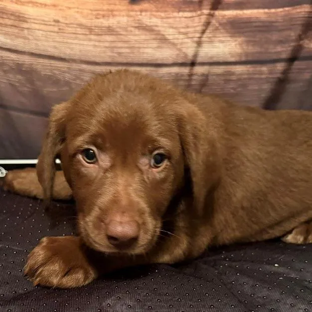 A baby medium-sized female Apricot / Beige Labrador Retriever dog named Shania for adoption in Normal, IL