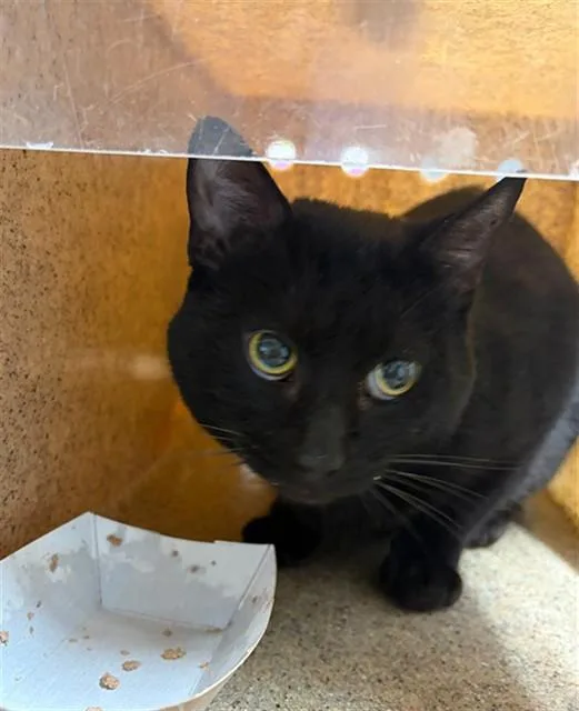 A young medium-sized male Domestic Short Hair cat named Nyusi for adoption in Tallahassee, FL