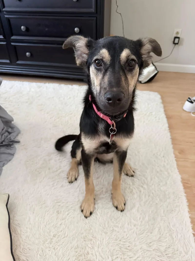 A baby large-sized female German Shepherd Dog dog named Veda for adoption in Succasunna, NJ