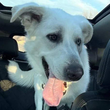 A young large-sized male White / Cream Great Pyrenees dog named Todd D for adoption in Princeton, MN