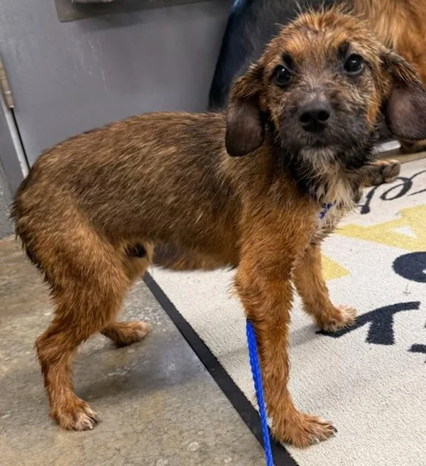 A baby small-sized male Terrier dog named Luke for adoption in Campbellsville, KY