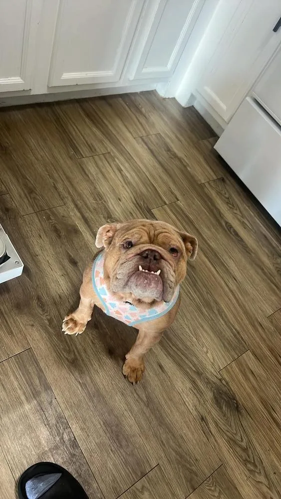 An adult medium-sized female Brown / Chocolate American Bulldog dog named Felicia for adoption in Lincoln Park, MI