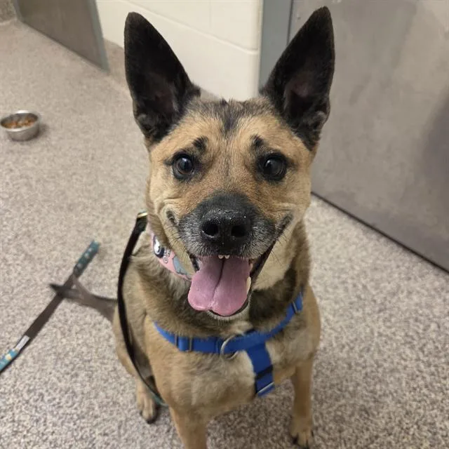 An adult large-sized female Australian Cattle Dog / Blue Heeler dog named Jade for adoption in Methuen, MA