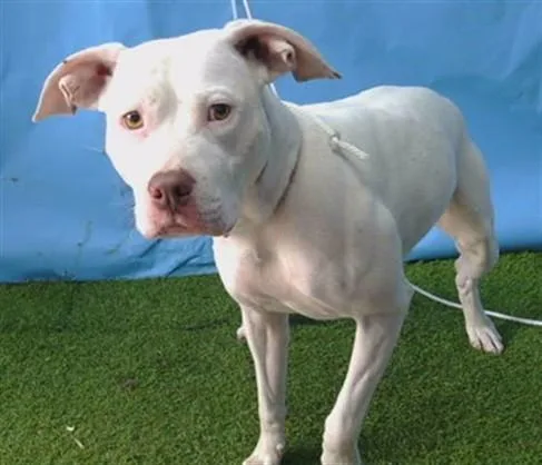 An adult medium-sized female Pit Bull Terrier dog named Sophia for adoption in Gardena, CA