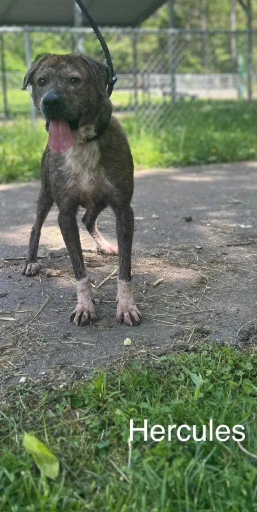 Hercules thumbnail 2