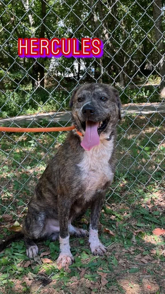 Hercules thumbnail 3