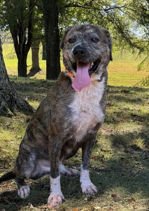 Hercules thumbnail 4