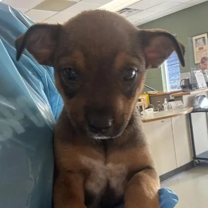 A baby small-sized female Chihuahua dog named Mishelle for adoption in Merriam, KS