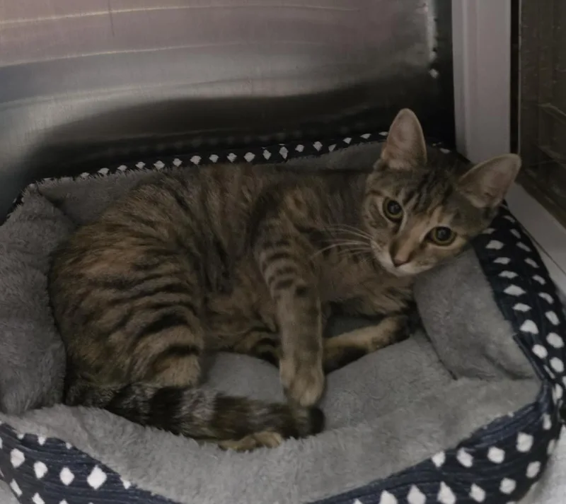 An adult medium-sized female Domestic Short Hair cat named Patricia for adoption in Pahrump, NV