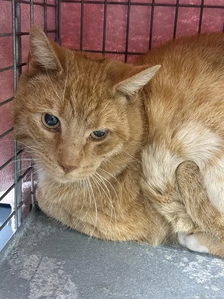 An adult medium-sized male Domestic Short Hair cat named Clam for adoption in Millersville, MD