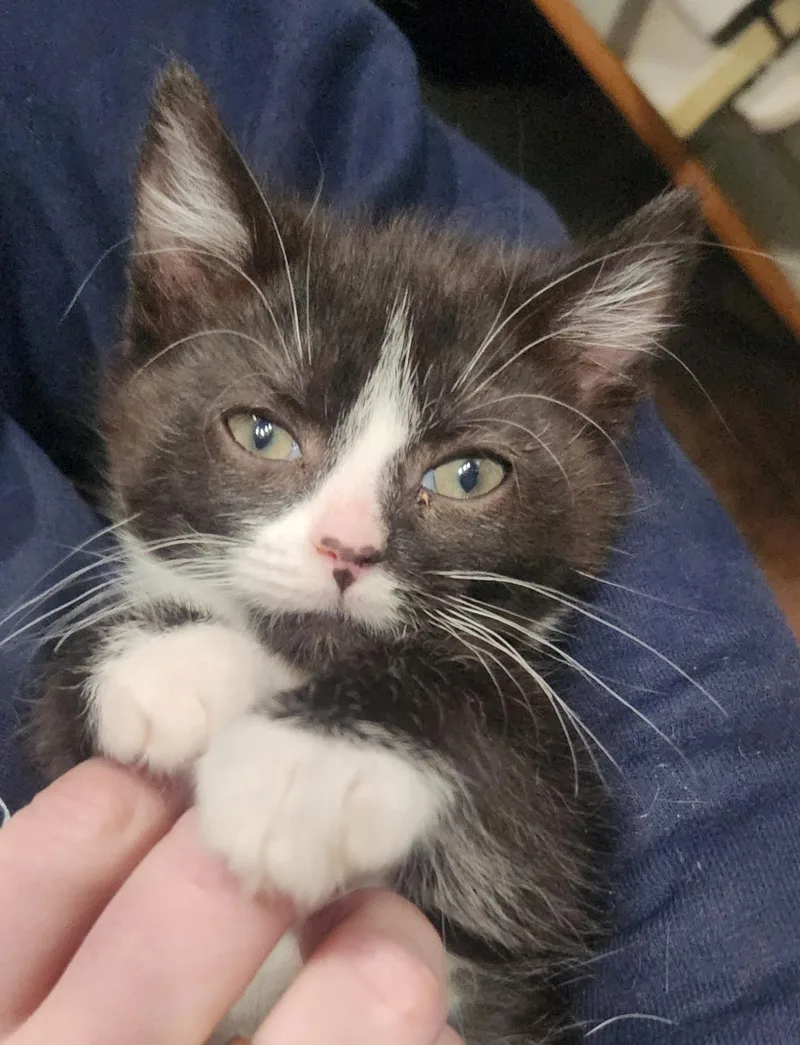 A baby small-sized female Black & White / Tuxedo Domestic Medium Hair cat named Lita for adoption in Greenback, TN